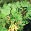 Acer granatense  -  SUB-ENDEMISMO IBERICO